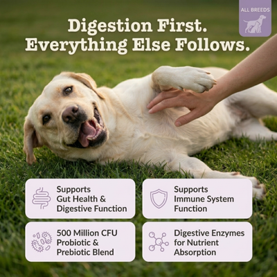 Probiotic Blend for Dogs for gut health, digestion & immune support